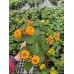 Lantana - Various Sizes